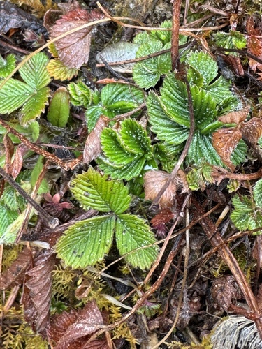 Fragaria nilgerrensis (Fragaria nilgerrensis)