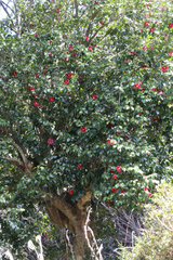 Camellia japonica