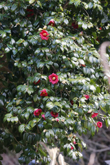 Camellia japonica