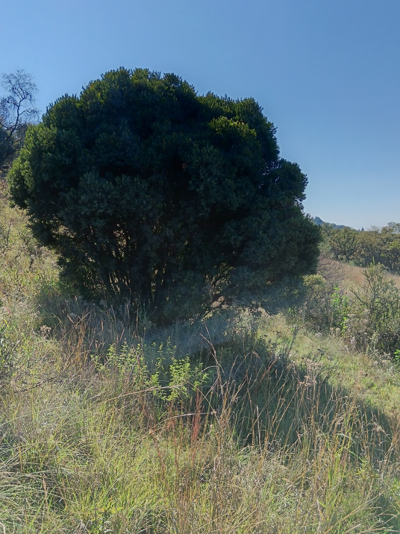 Blue Gwarrie (Euclea crispa)