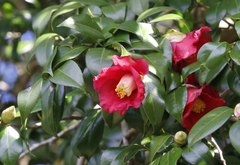Camellia japonica