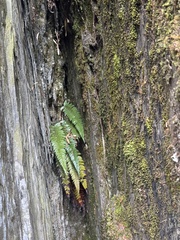 Polystichum neolobatum