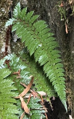 Polystichum neolobatum, photograph (c) chrisdt, some rights reserved (CC BY)