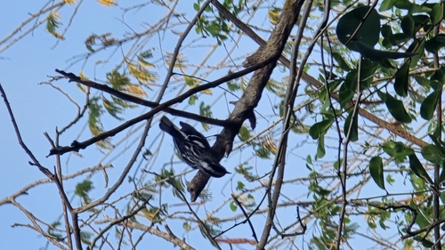 Black-and-white Warbler (Mniotilta varia)