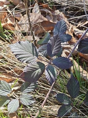 Rubus montanus