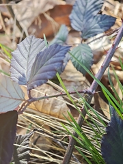 Rubus montanus, photograph (c) Igor Balashov, some rights reserved (CC BY)
