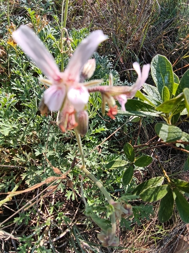 rock pelargonium (Pelargonium dolomiticum)