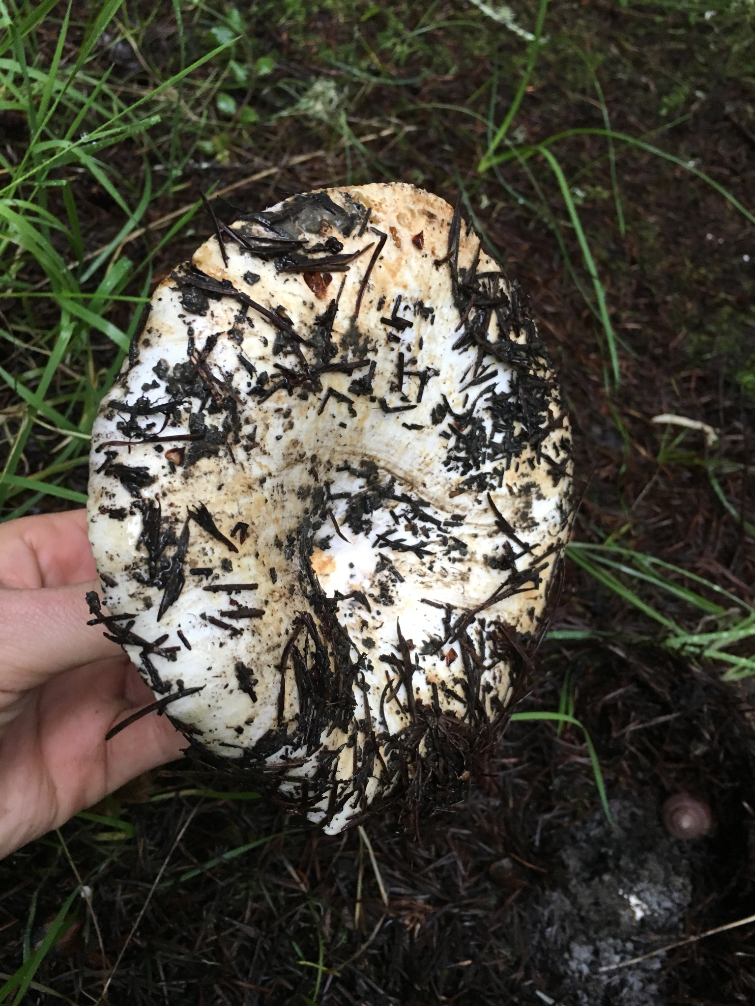 Russula brevipes image