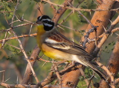 Emberiza flaviventris