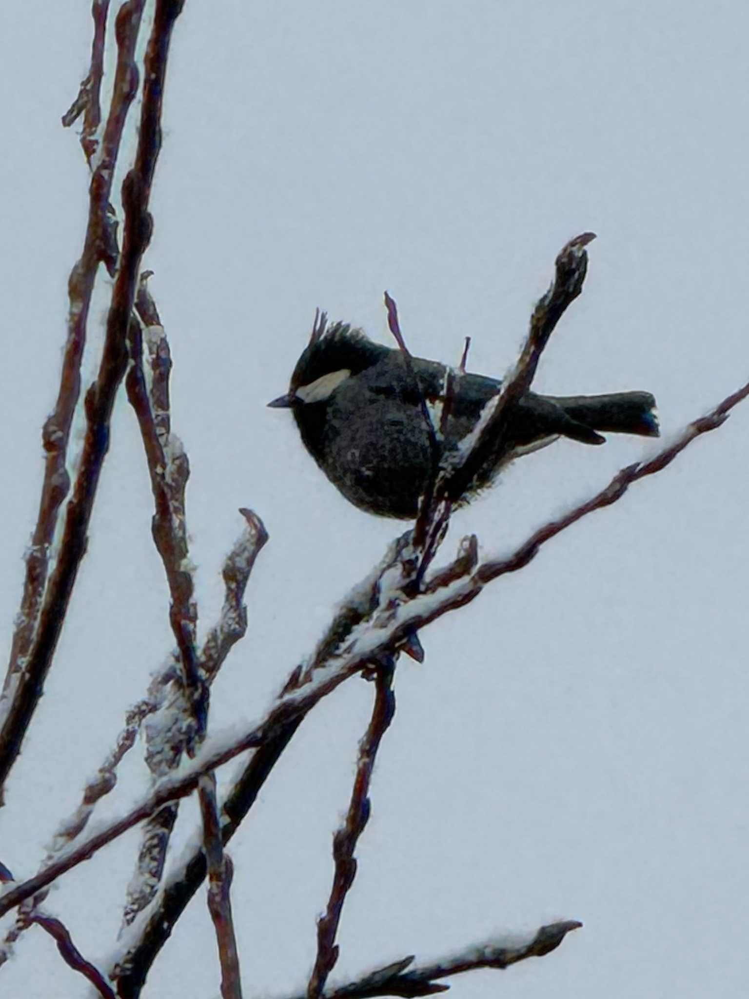 Rufous-vented Tit (Periparus rubidiventris), photo 2