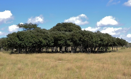Mobola Plum (Parinari curatellifolia)