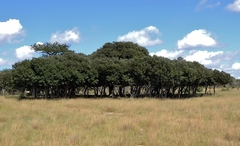 Parinari curatellifolia, photograph (c) i_c_riddell, some rights reserved (CC BY)