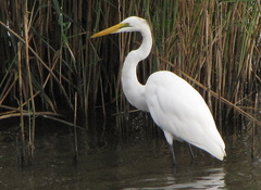 Ardea alba melanorhynchos