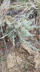 Juniperus californica