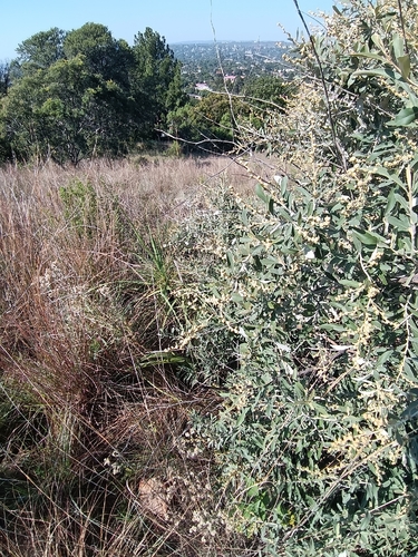 Wild Camphorbush (Tarchonanthus camphoratus)