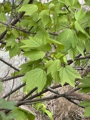 Acer sterculiaceum, photograph (c) chrisdt, some rights reserved (CC BY)
