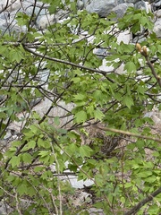 Acer sterculiaceum, photograph (c) chrisdt, some rights reserved (CC BY)