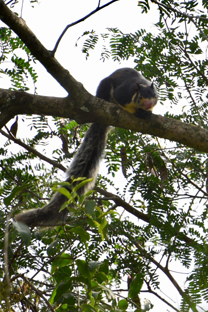 Sri Lankan Giant Squirrel