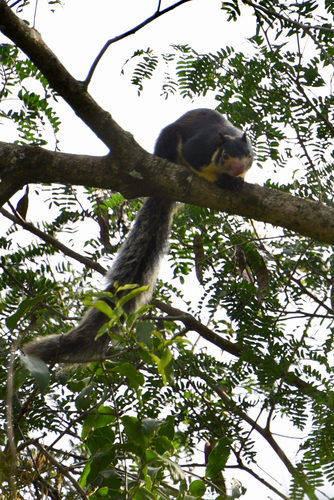 Sri Lankan Giant Squirrel