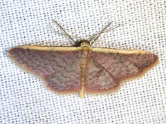 Idaea costaria