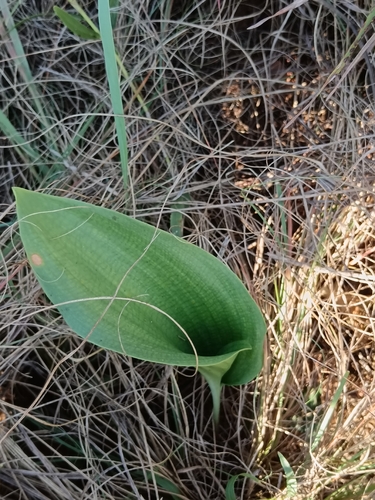 White Woolseed (Eriospermum cooperi)