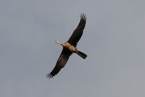 iNaturalist: (c) Gerhard Lemmer, some rights reserved (CC BY-NC), uploaded by Gerhard Lemmer iNaturalist image