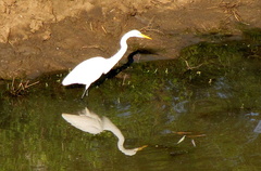 Ardea alba melanorhynchos