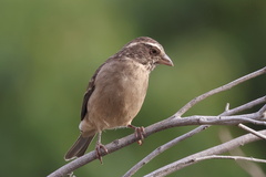 Streaky-Headed Seedeater photo 3