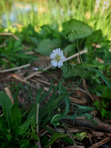 Yellow bristle-hair ixeris