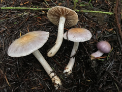 Inocybe lilacina
