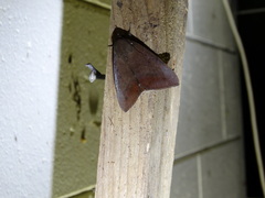Achaea eusciasta