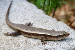 Eutropis lankae