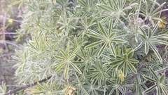 Lupinus paynei