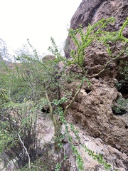 Fouquieria macdougalii