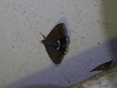 Achaea eusciasta
