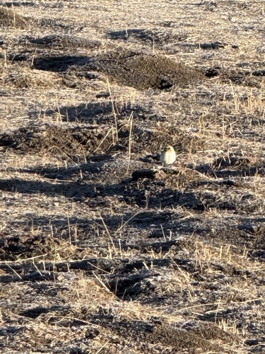 Ground Tit (Pseudopodoces humilis), photo 1