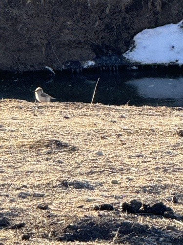 Ground Tit (Pseudopodoces humilis), photo 2