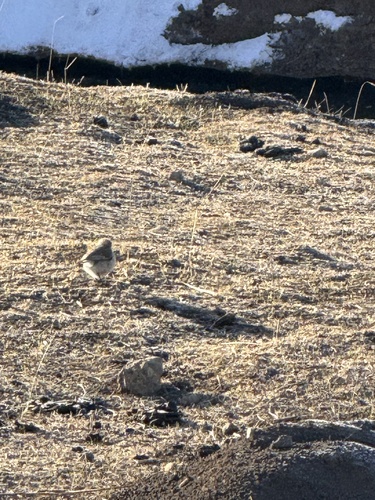 Ground Tit (Pseudopodoces humilis), photo 10