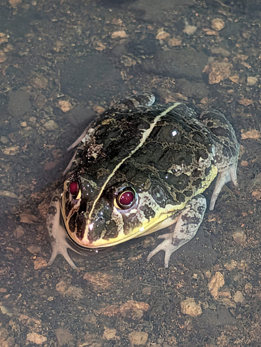 Edible bullfrog