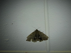 Achaea eusciasta