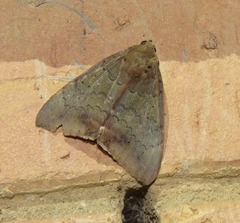Achaea eusciasta