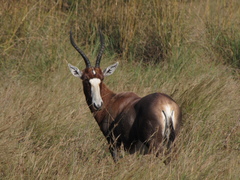 Damaliscus pygargus phillipsi
