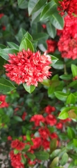 Carphalea