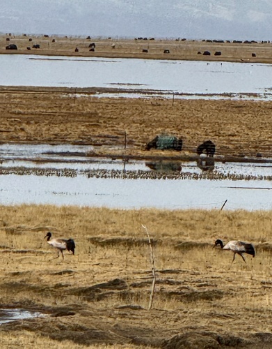 Black-necked Crane (Grus nigricollis), photo 4