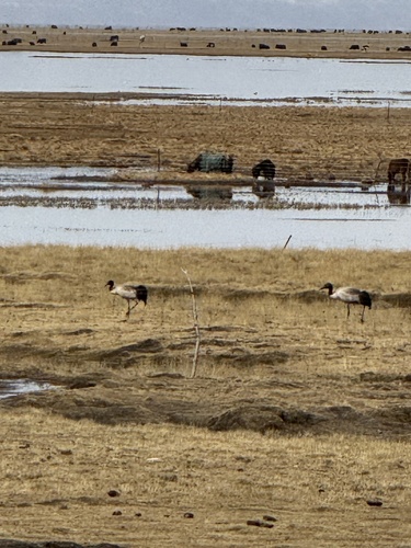 Black-necked Crane (Grus nigricollis), photo 5