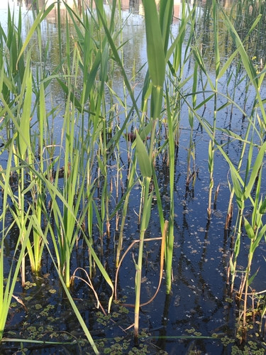 common reed