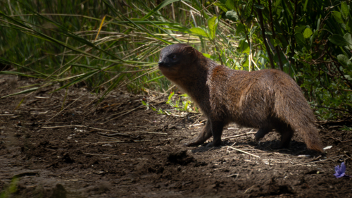 Herpestes javanicus