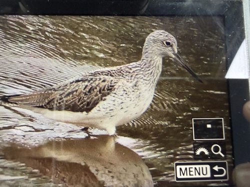 iNaturalist: (c) mackduck, some rights reserved (CC BY-NC) iNaturalist image