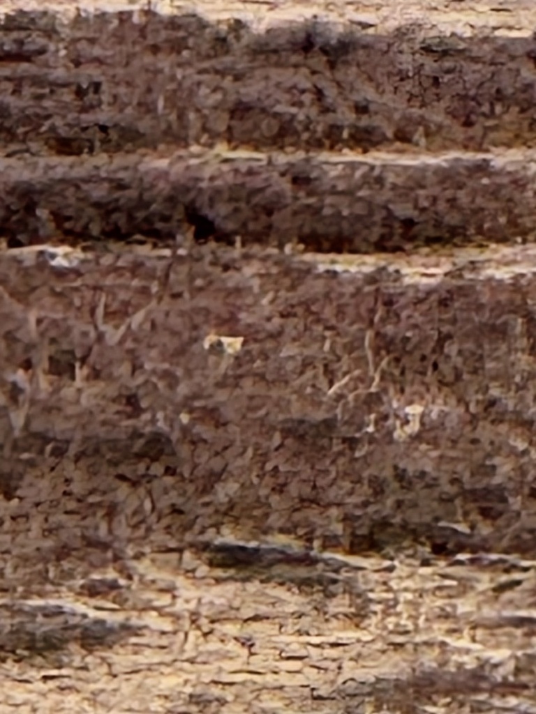 Chinese Mountain Cat