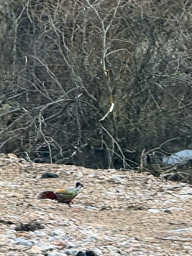 Blood Pheasant (Ithaginis cruentus), photo 9